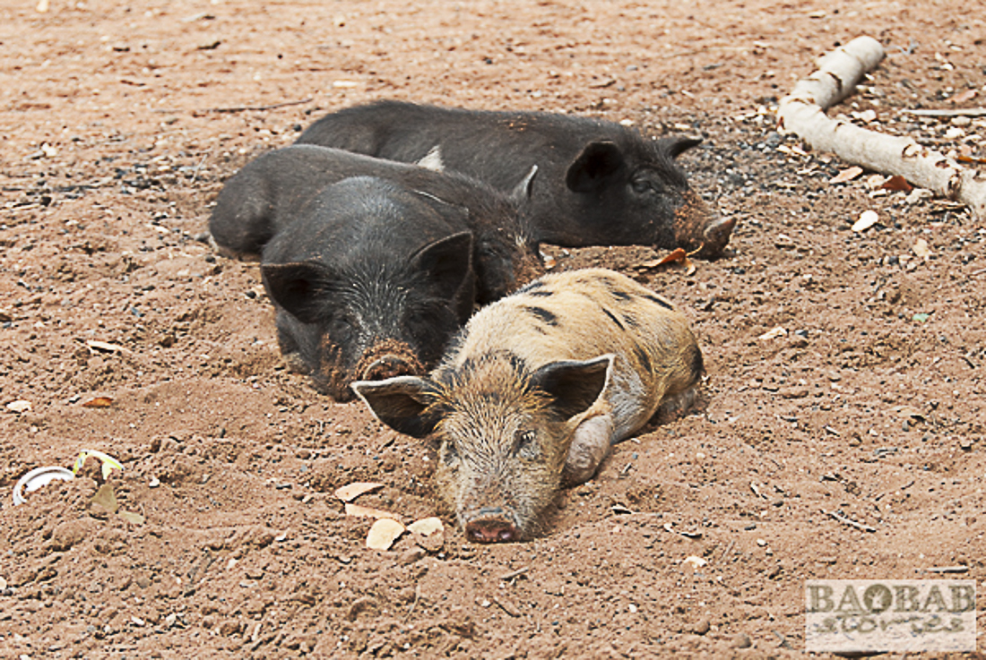 Schweine, Limpopo, Heike Pander