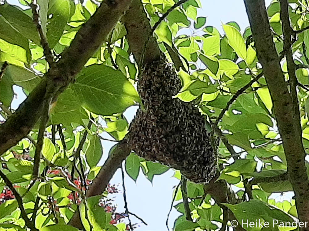 Bienenvolk am Kirschbaum, ©Heike Pander