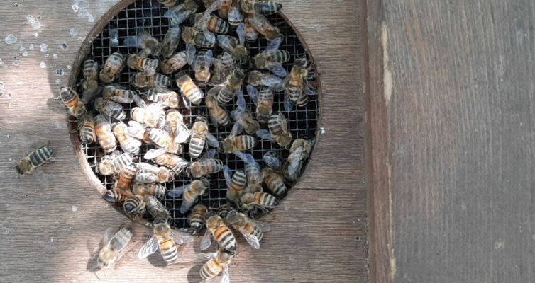 Bienen an der Transportbox, ©Heike Pander